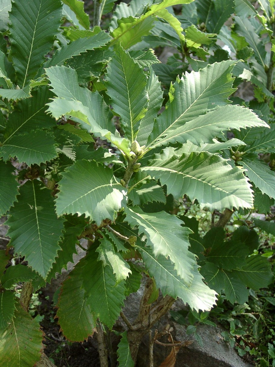 Quercus Pontica