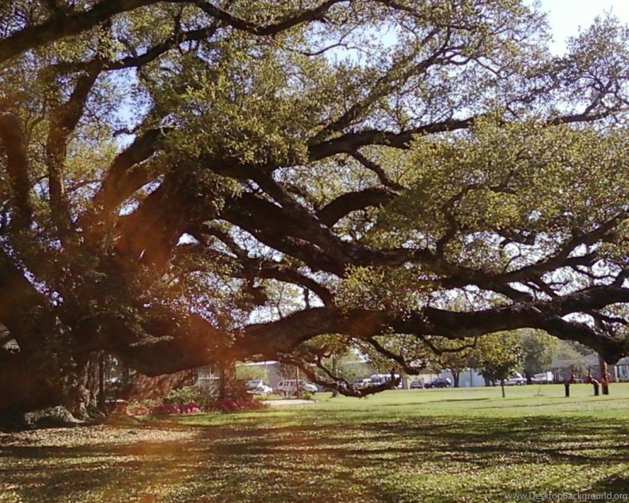 Рододендрон Понтийский плод