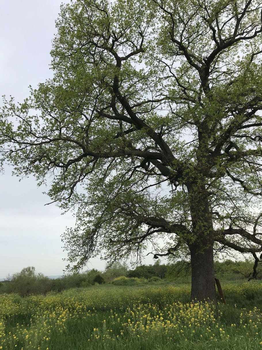 Пробковое дерево Португалия