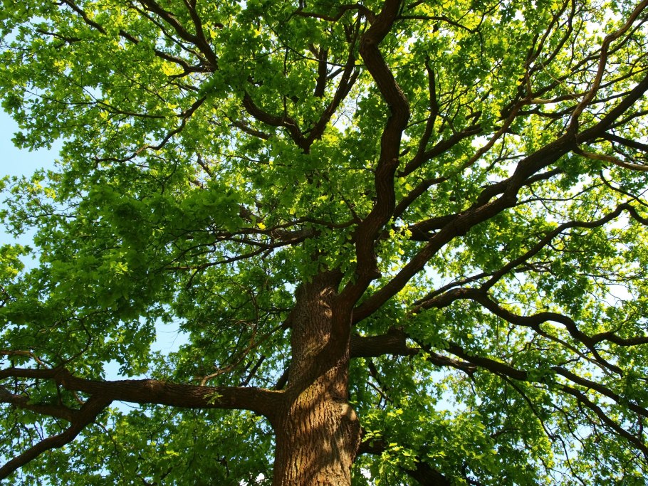 Дуб черешчатый крона