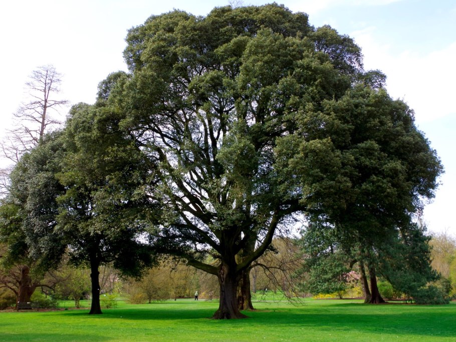 Дуб пильчатый (Quercus serrata)