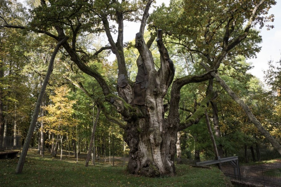 Австралийский дуб