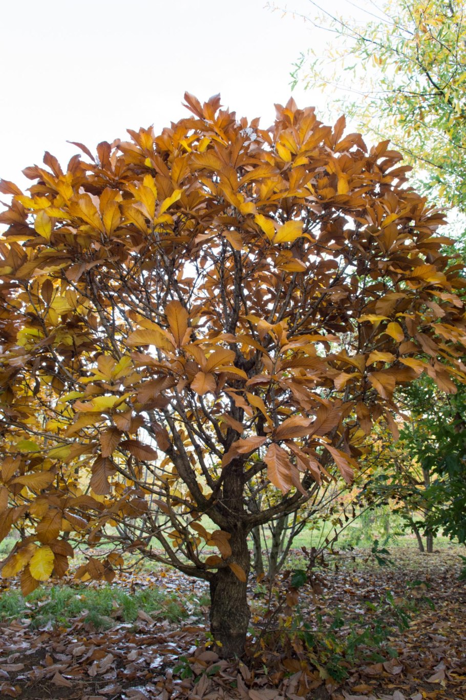 Берёза Медведева Betula medwediewii