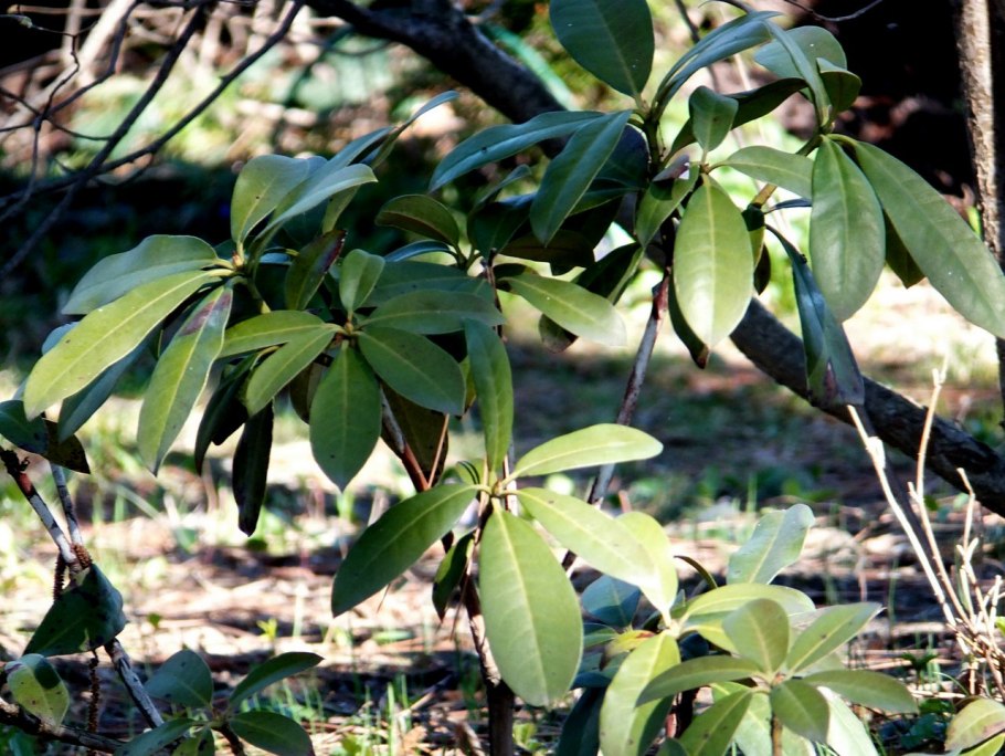 Дуб каменный – Quercus Ilex l.