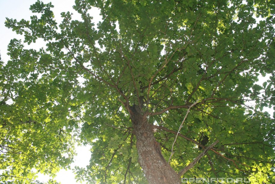 Дуб Гартвиса Quercus hartwissiana