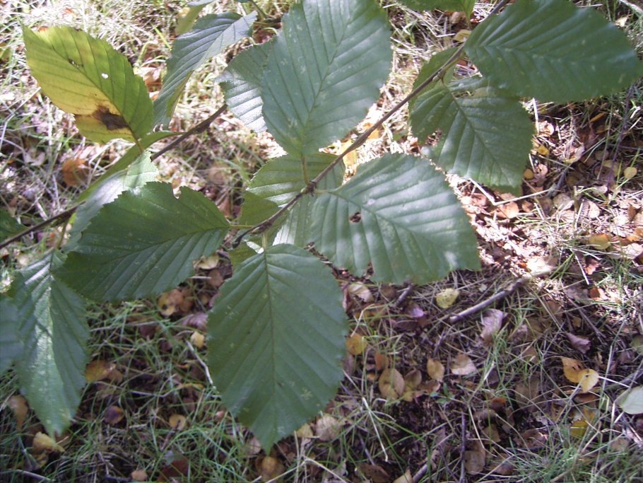 Дуб Пиренейский дерево