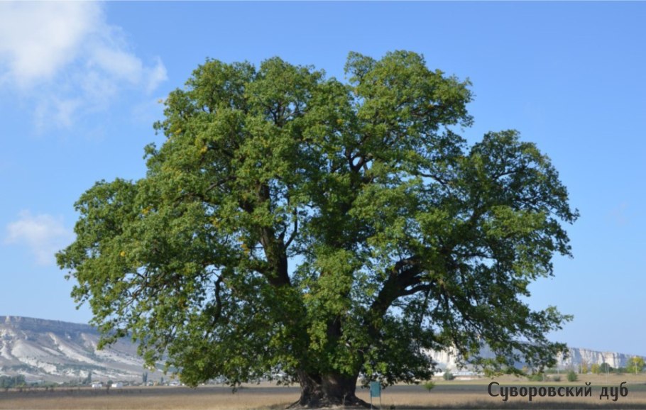 Дуба пробкового дуба (Quercus Suber),
