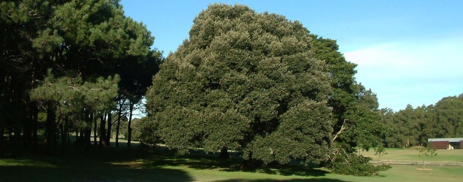 Quercus hartwissiana