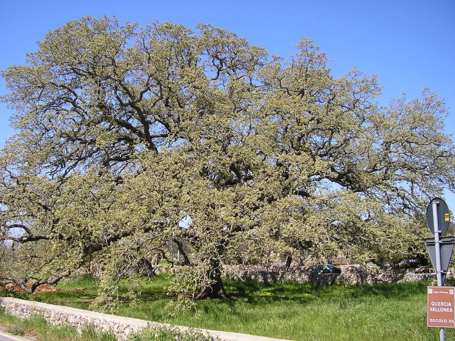Quercus Pontica