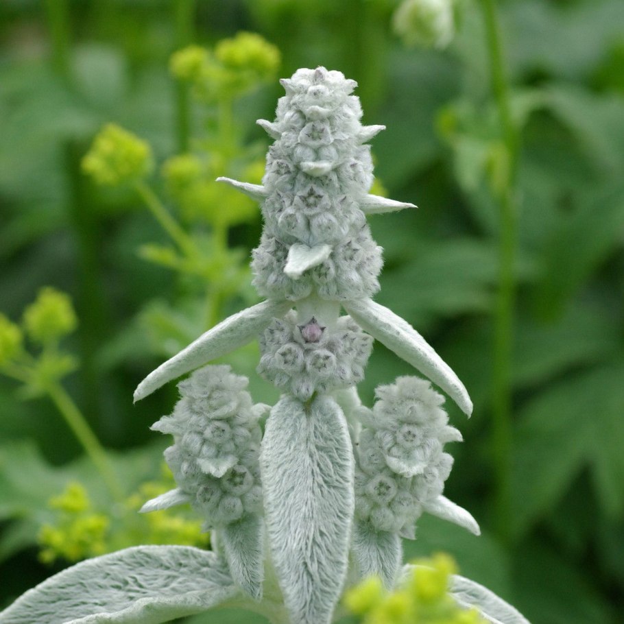 Стахис шерстистый (чистец) "Stachys Lanata"