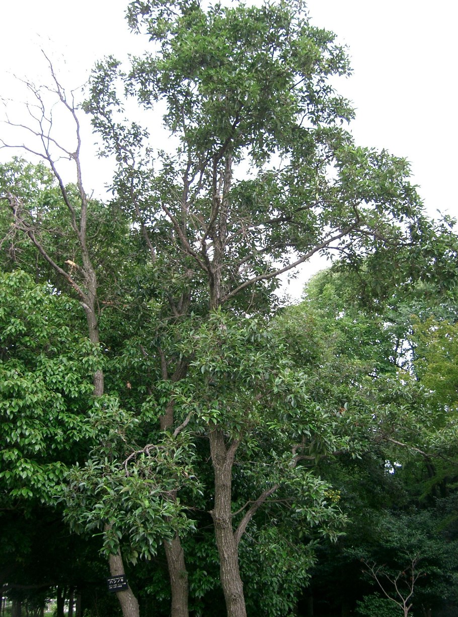 Ольха кустарниковая