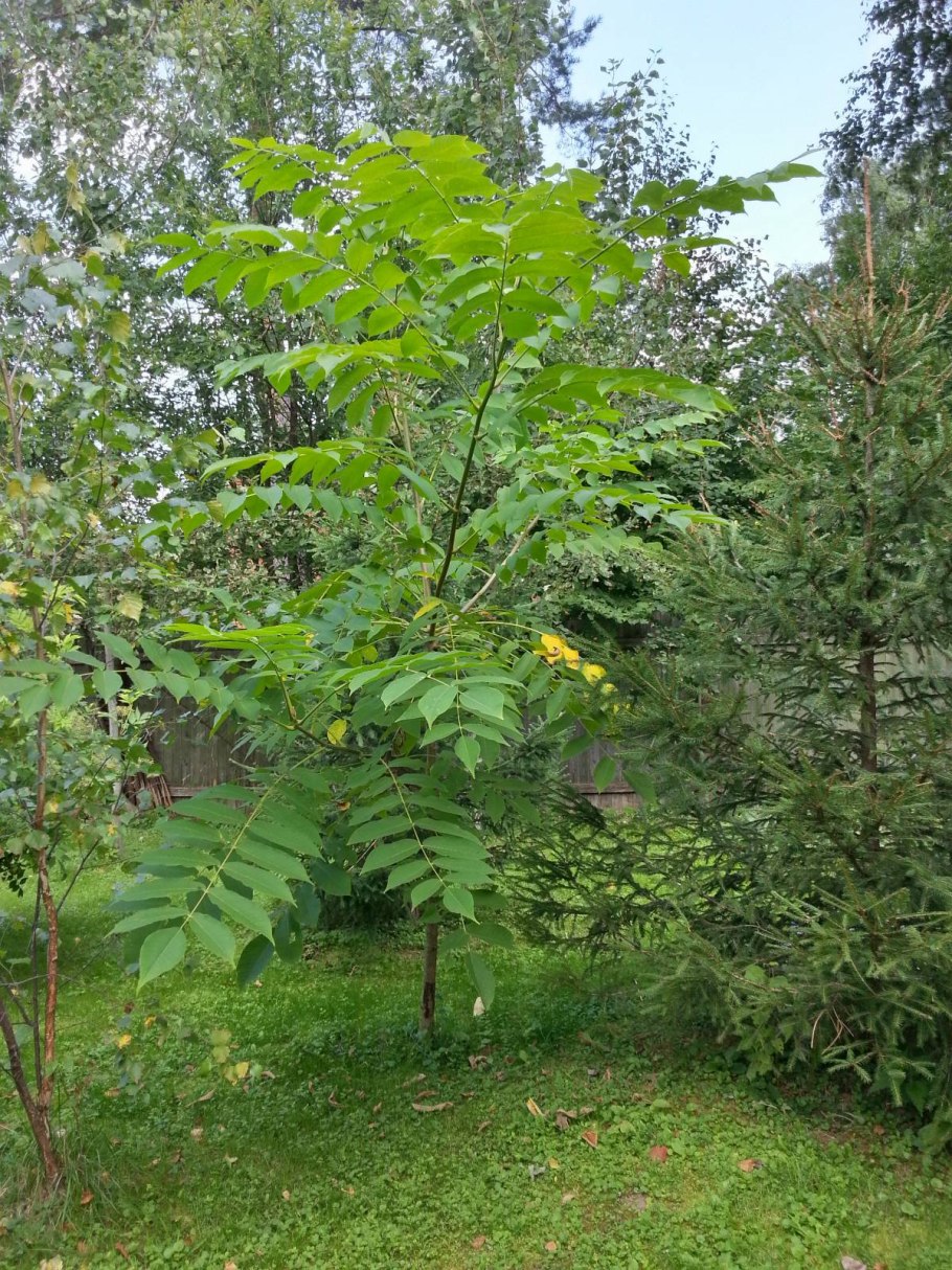 Маньчжурский орех саженец