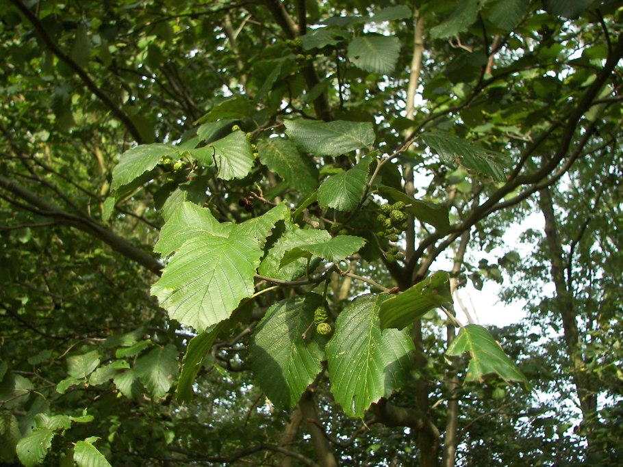 Alnus ольха