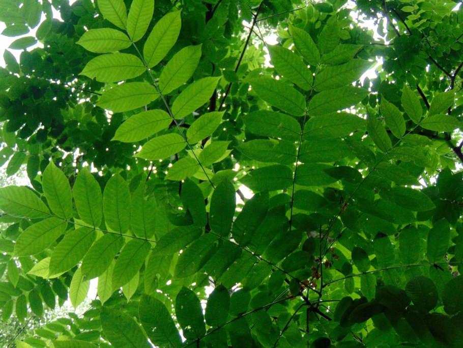 Орех маньчжурский juglans mandshurica