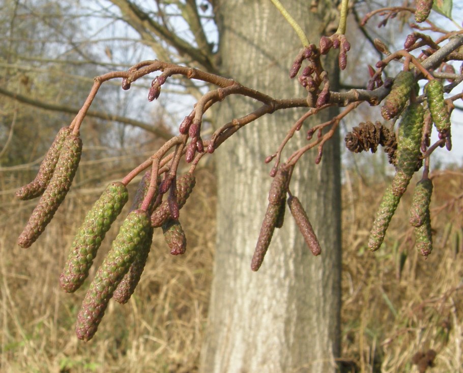 Ольха серая alnus incana
