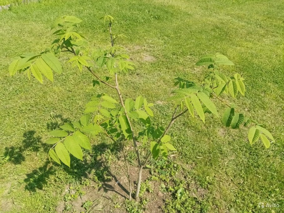Маньчжурский орех выращивание