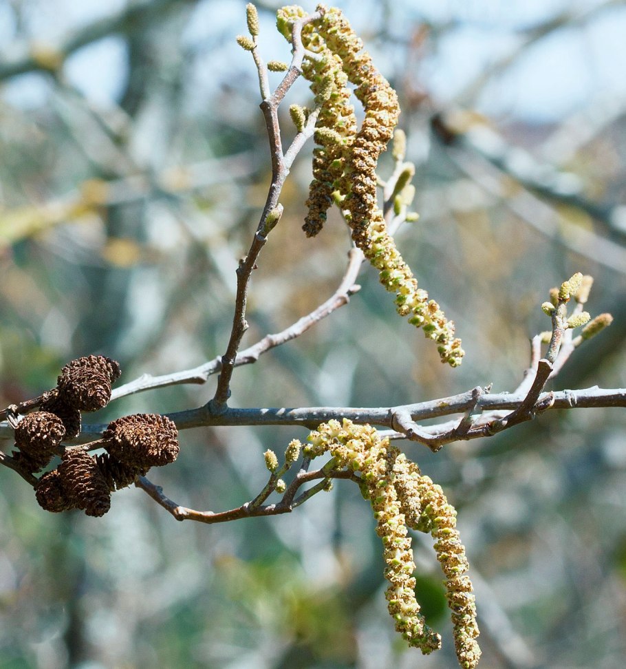 Alnus acuminata