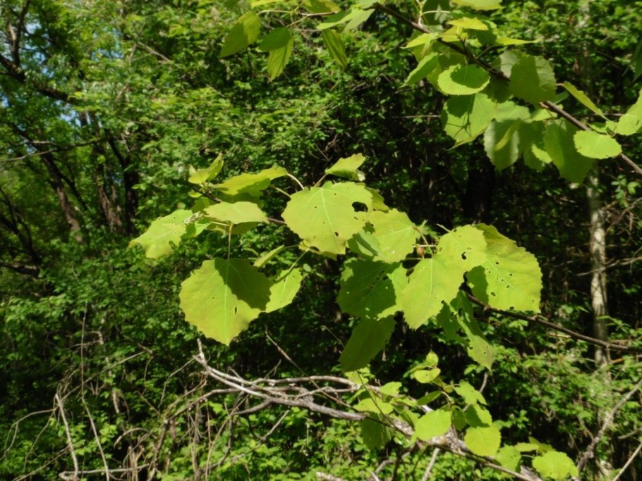 Осина обыкновенная populus tremula