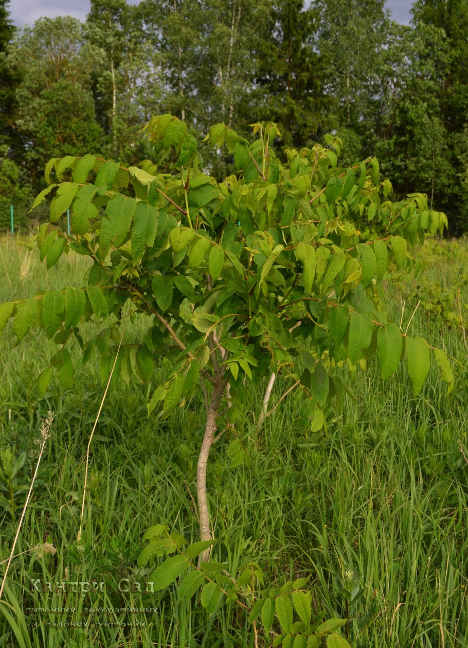 Орех маньчжурский кедровая падь