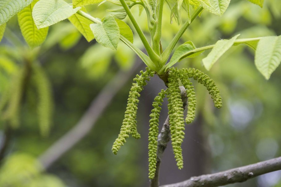 Орех маньчжурский juglans mandshurica плод