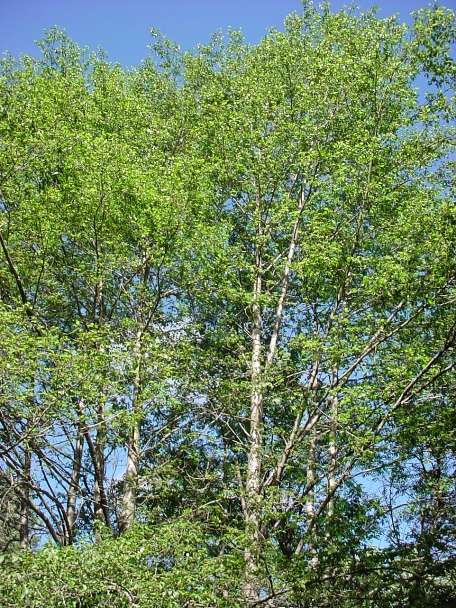 Betula pubescens