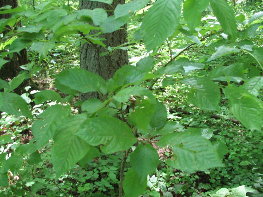 Граб обыкновенный carpinus betulus