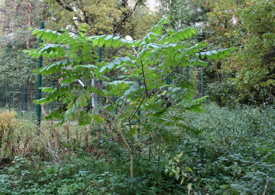 Corylus mandshurica