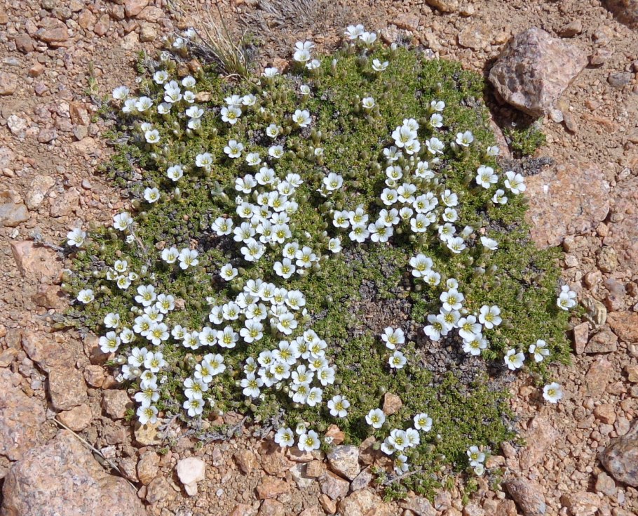 Диапенсия купить