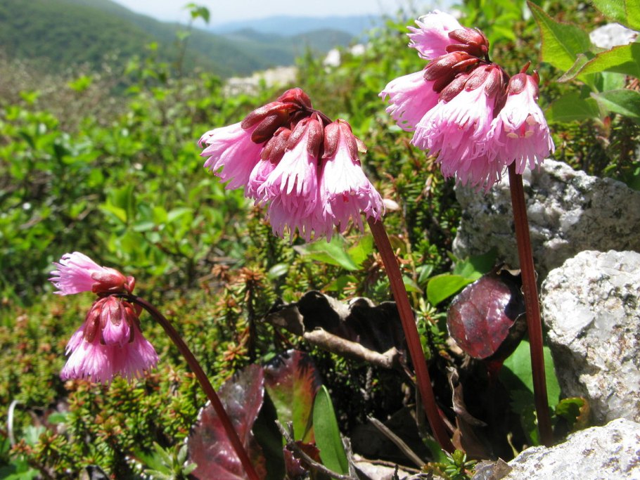 Шизокодон растение