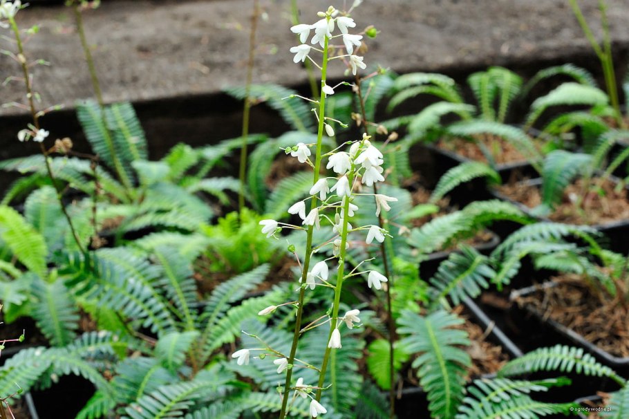 Caesalpinia spinosa-Gummi