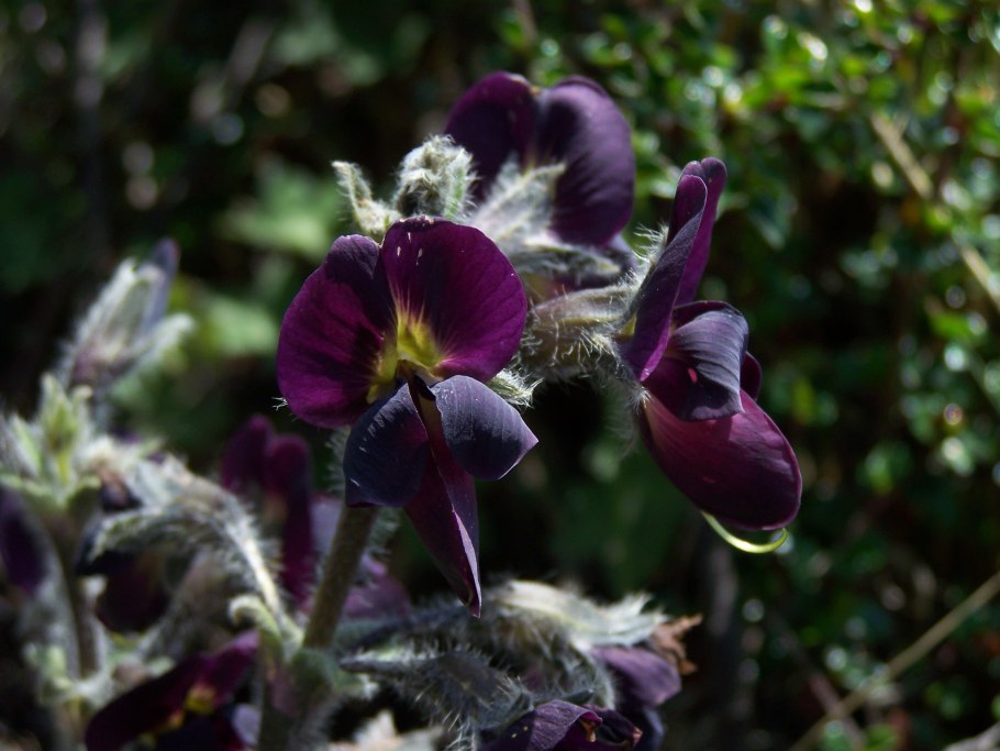 Пуэрария Тунберга