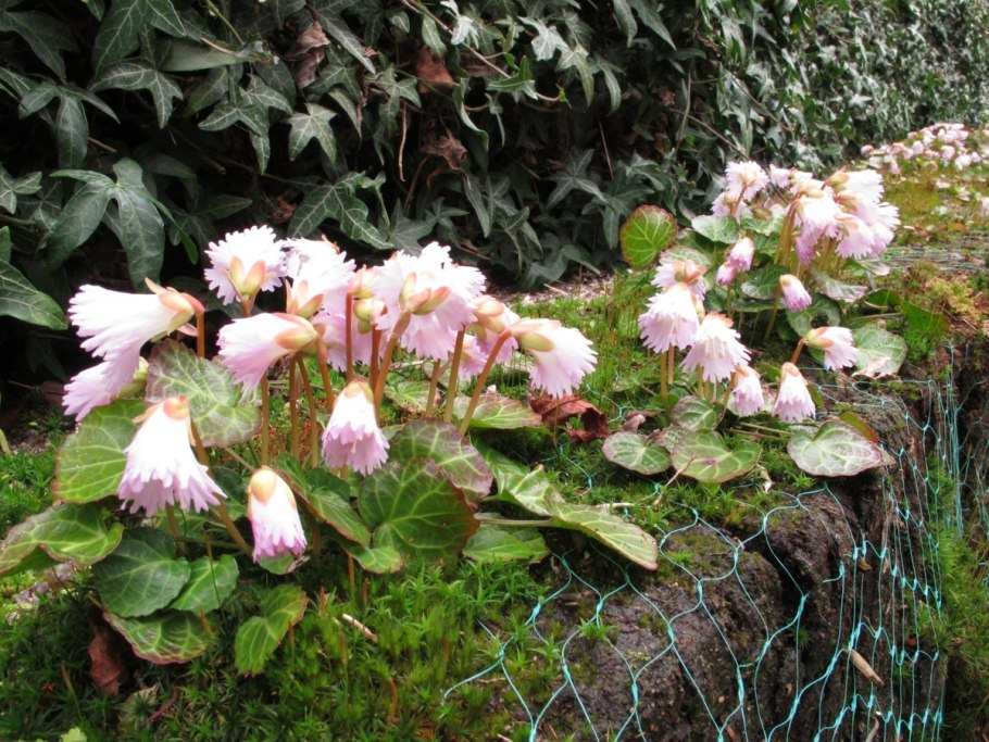 Шортия одноцветковая