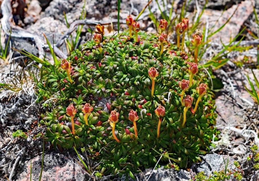 Диапенсия Лапландская