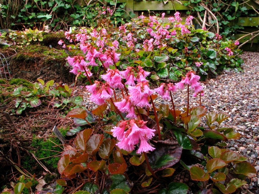 Майник двулистный соцветие