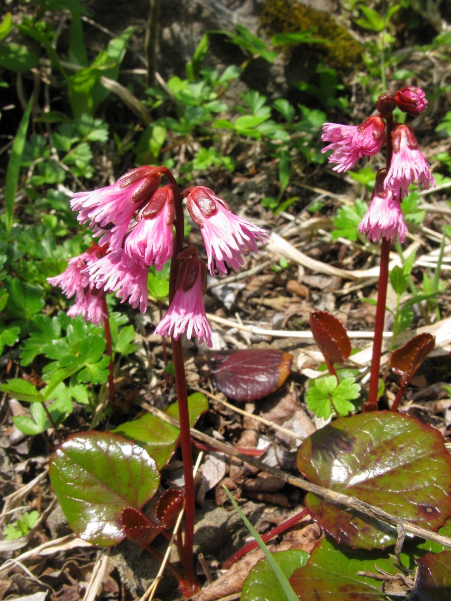 Шизокодон растение