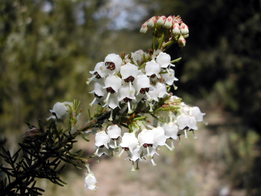Erica arborea
