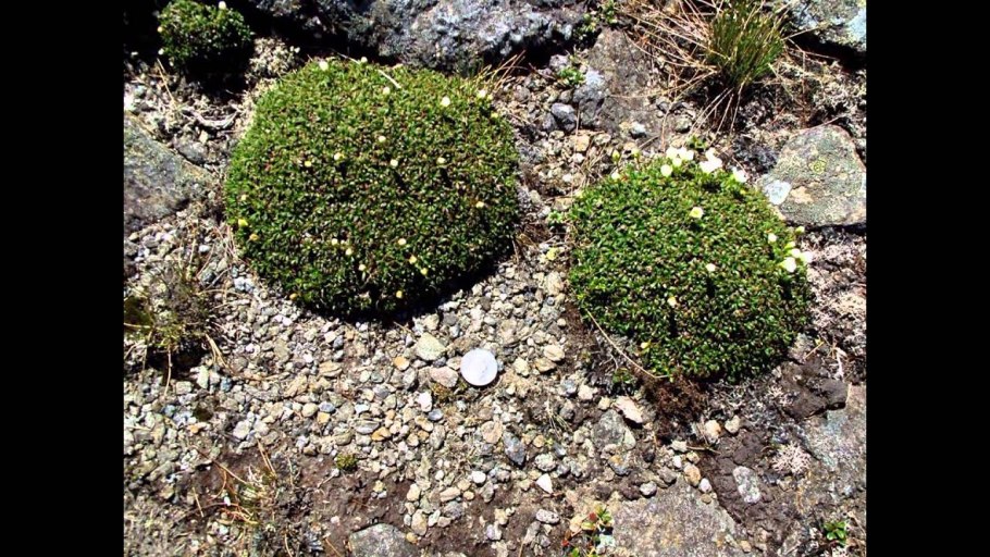 Диапенсиевые