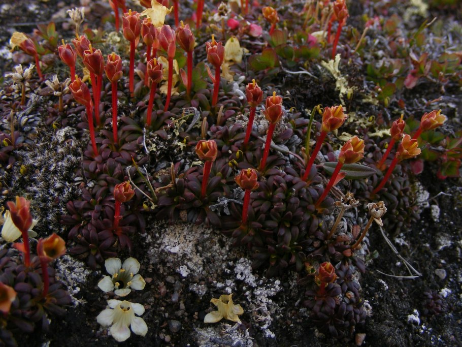 Диапенсия обратнояйцевидная