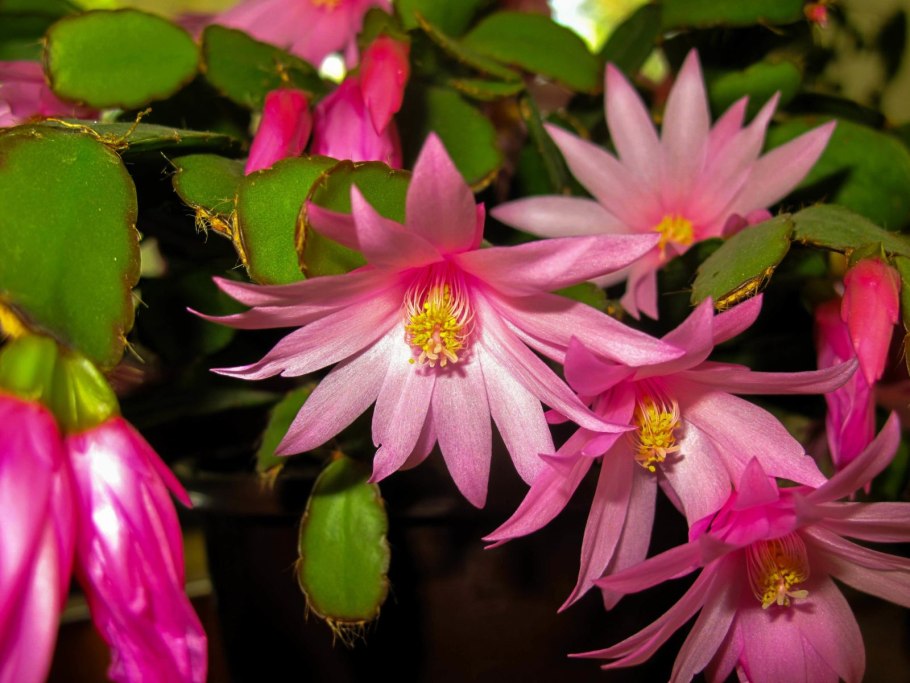 Зигокактус шлюмбергера