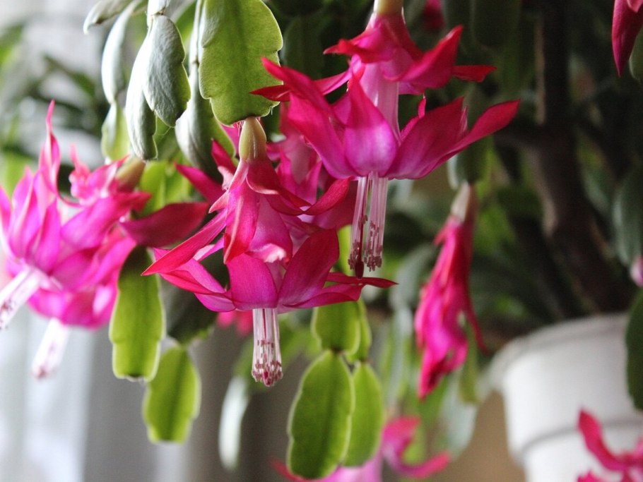 Шлюмбергера цветок