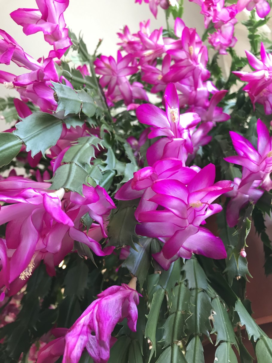 Шлюмбергера цветок