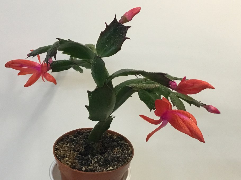 Зигокактус декабрист