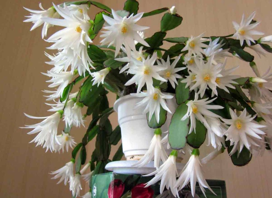 Лесной Кактус шлюмбергера