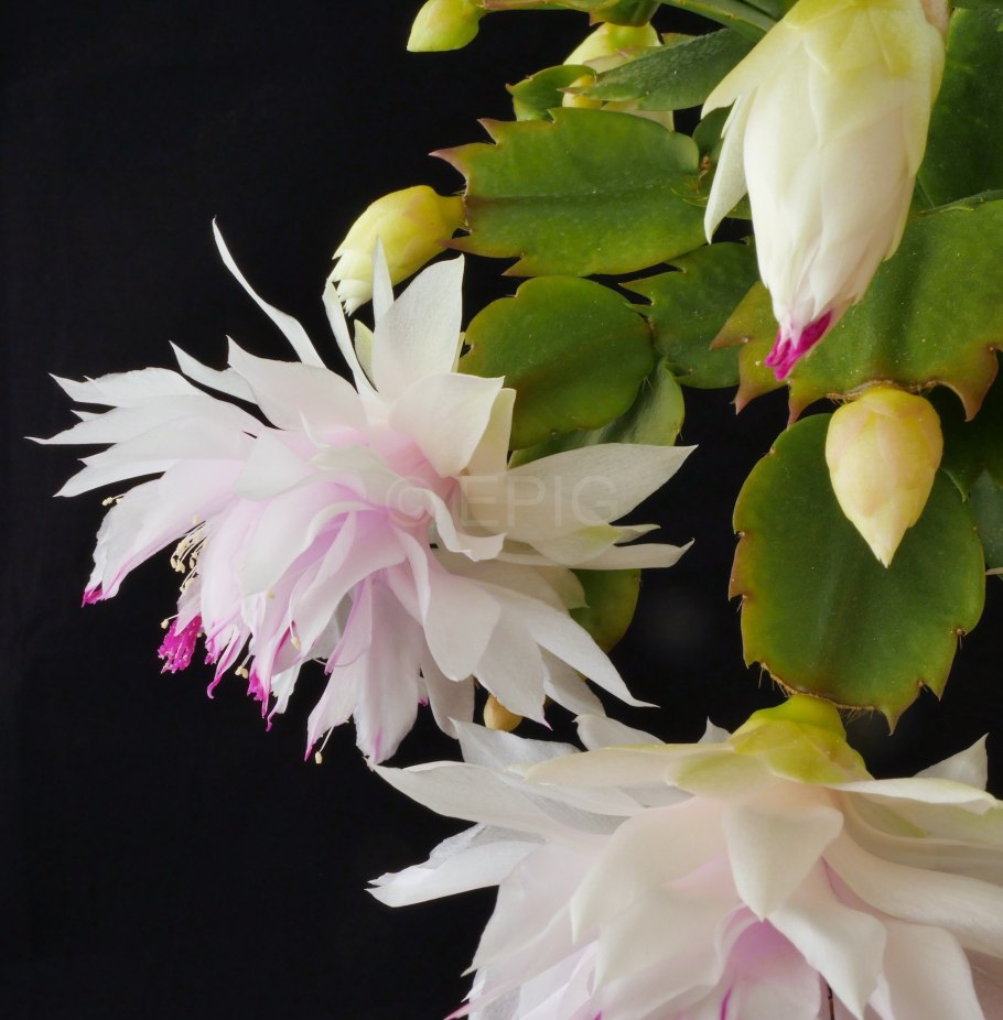 Шлюмбергера цветок белый