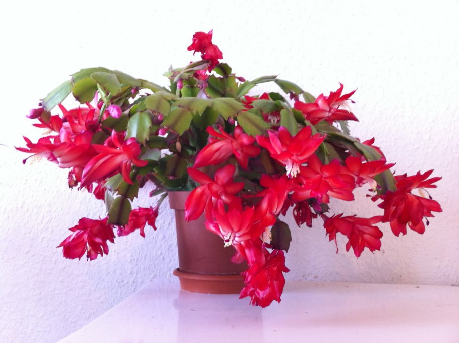 Шлюмбергера цветение
