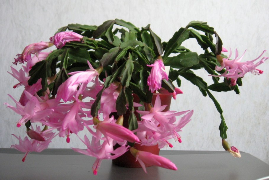 Цветок декабрист шлюмбергера