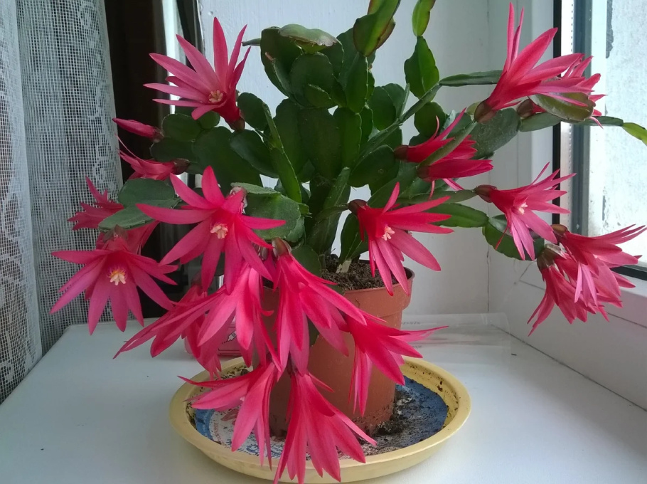 Шлюмбергера декабрист Зигокактус