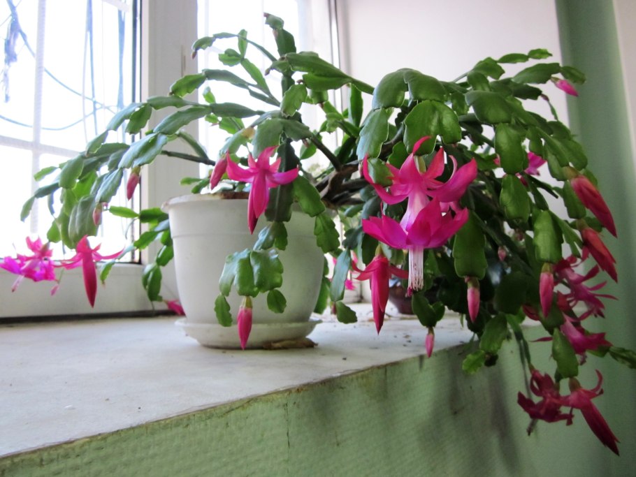 Декабрист цветок