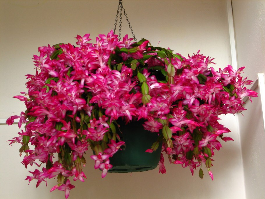 Зигокактус шлюмбергера