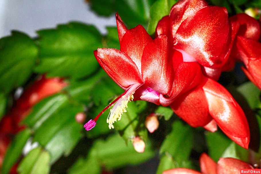 Зигокактус шлюмбергера